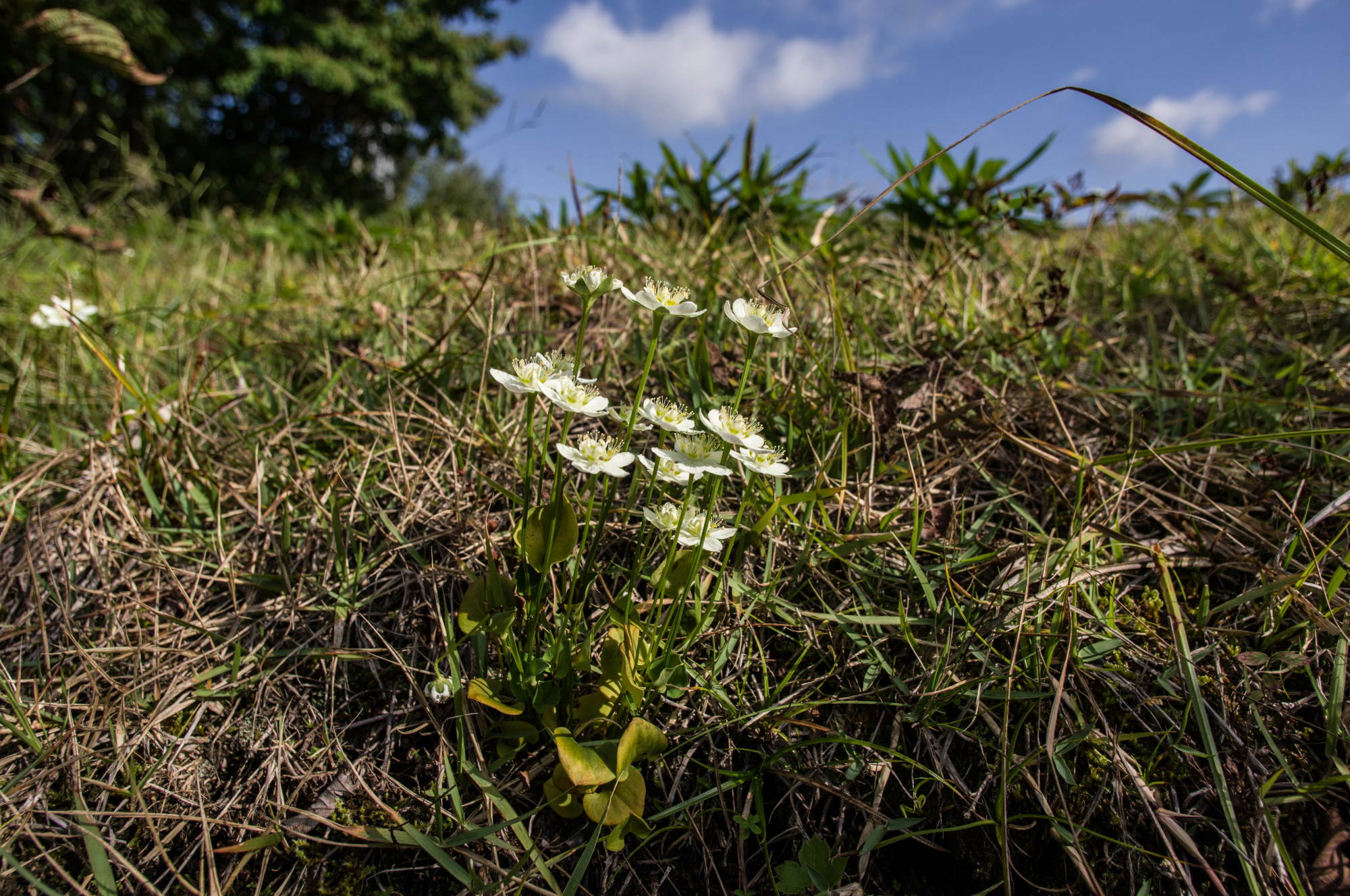 道後山の花々･三_e0015567_2044049.jpg