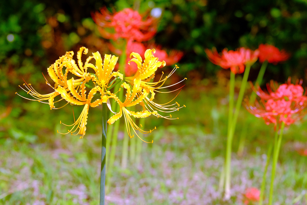 彼岸花２（雪国植物園）_e0096372_08160839.jpg