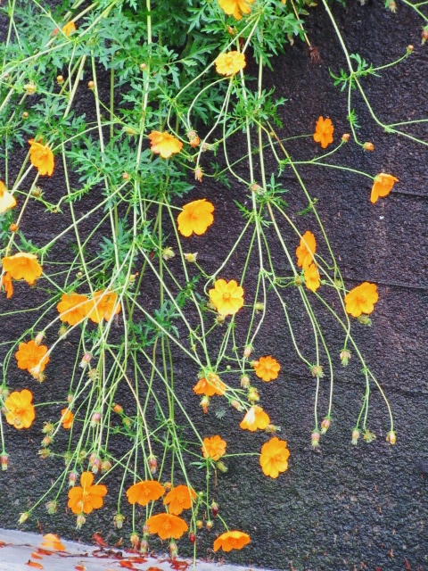 秋・・・秋桜、秋の1日に。。。(^^♪、、少しグルメ!★?_d0152280_13243059.jpg