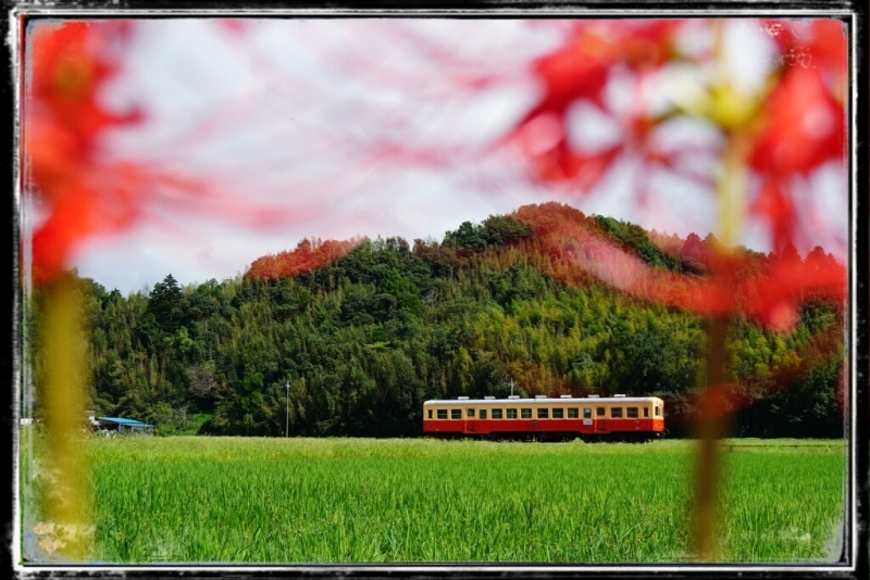 小湊鉄道  いすみ鉄道_d0341483_09221291.jpg