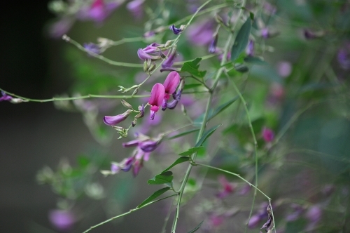 彼岸花〈曼珠沙華）_e0340485_14332367.jpg