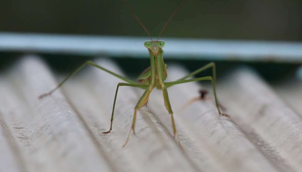 2016.09.28　カメラ目線？のカマキリ_f0140087_16191456.jpg