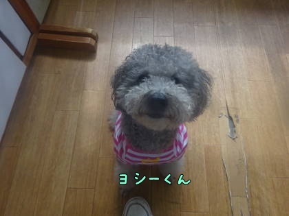 a0338800_15365840.jpg