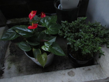 a0203003_20153476.jpg