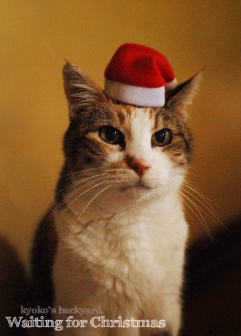 クリスマスを待つ猫?_b0253205_09220026.jpg