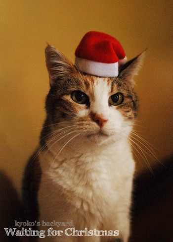 クリスマスを待つ猫？_b0253205_09220026.jpg