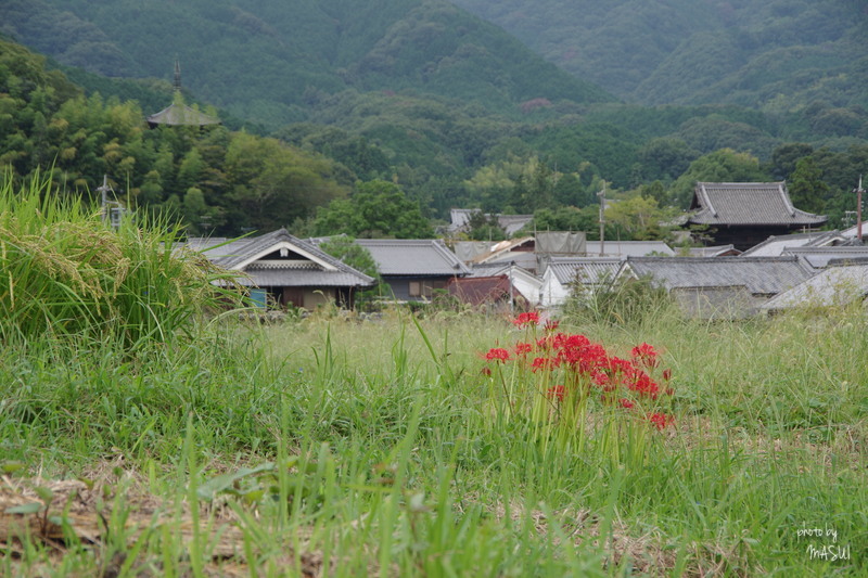 葛城　花めぐり_d0342307_10271067.jpg