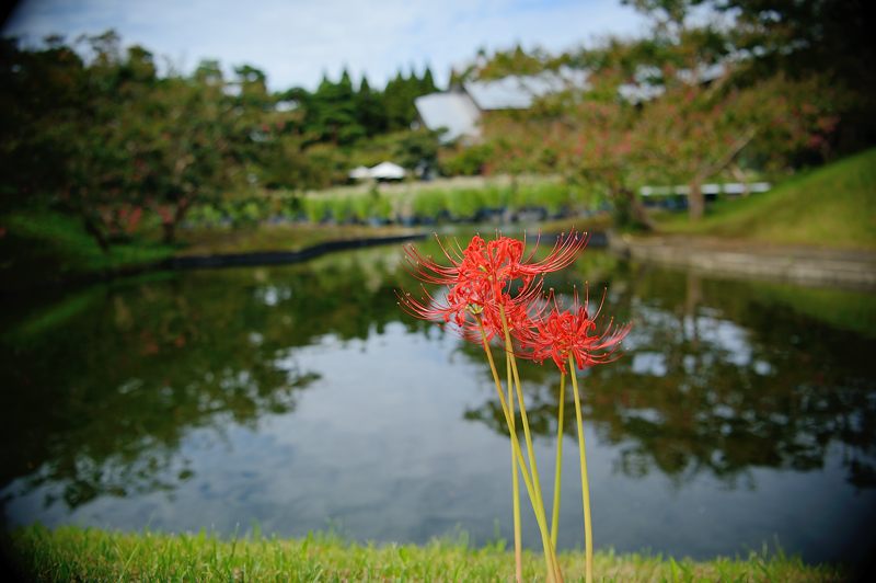 藤袴と和の花展＠梅小路公園　其の一_f0032011_19432132.jpg