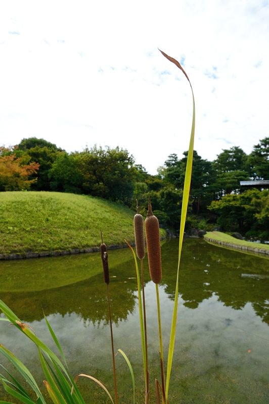 藤袴と和の花展＠梅小路公園　其の一_f0032011_19464228.jpg