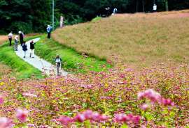 ソバの花、味なピンク…長野・箕輪で見頃 _b0064113_9213550.jpg