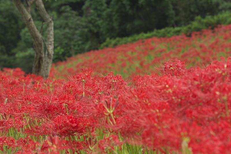 彼岸花　２_f0010717_14531427.jpg