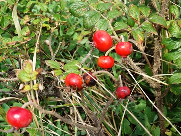 c0204725_23244677.jpg