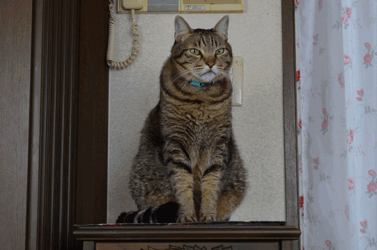 c0136736_17154233.gif
