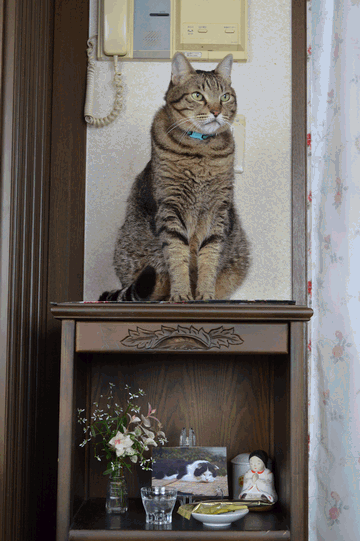 c0136736_17155241.gif