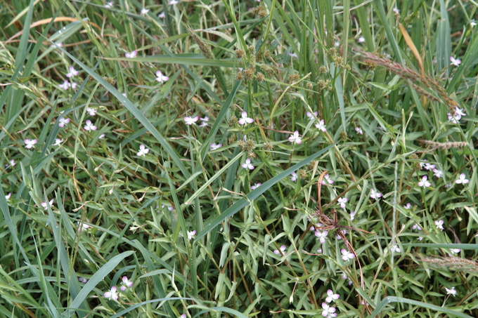 続：秋霖に祟られて、ハイキング中止が続いた９月晴れ間に植物観察_c0008948_1535474.jpg