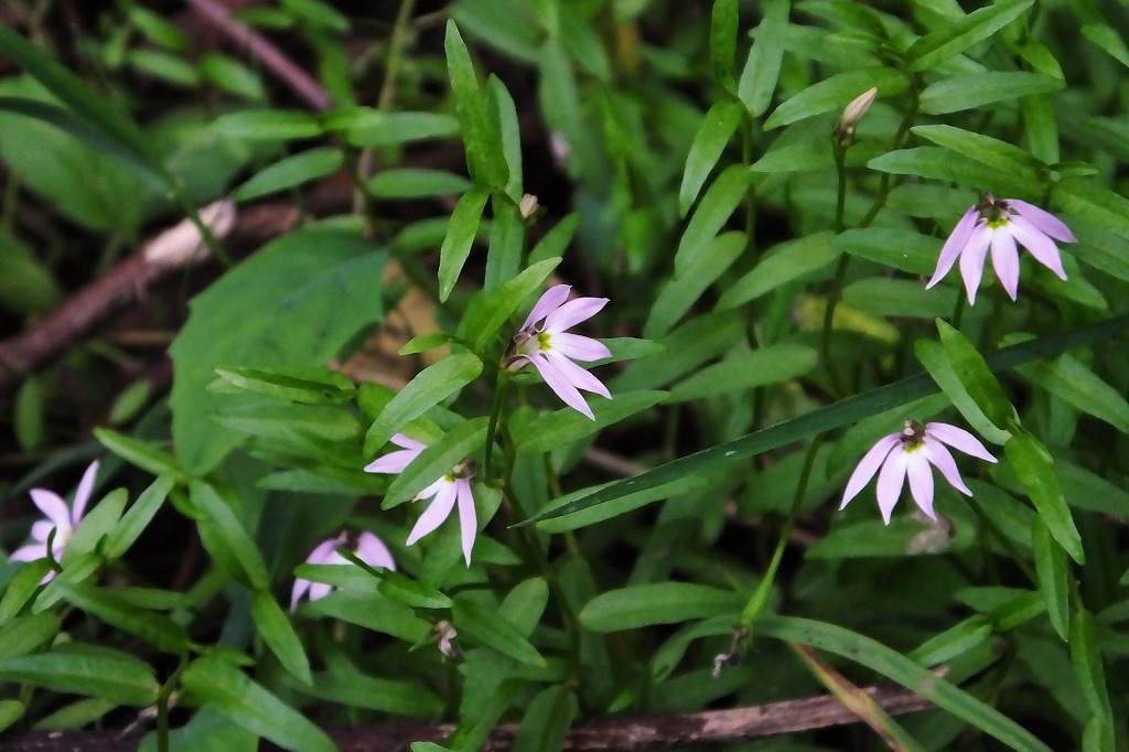 水辺に咲く花たち ぶらり散歩 四季折々フォト日記 水辺に咲く花たち ぶらり散歩 四季折々フォト日記