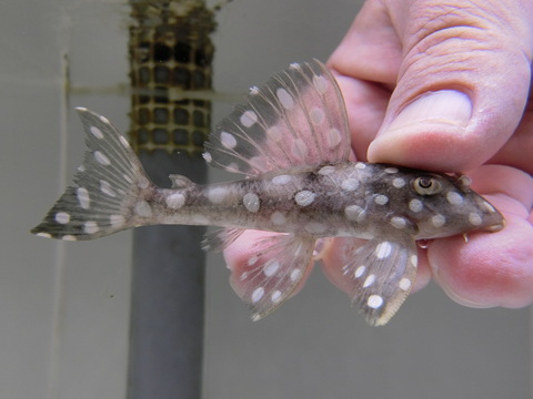 ブラックウィズホワイトマグナムプレコ : アクア エフ の入荷情報