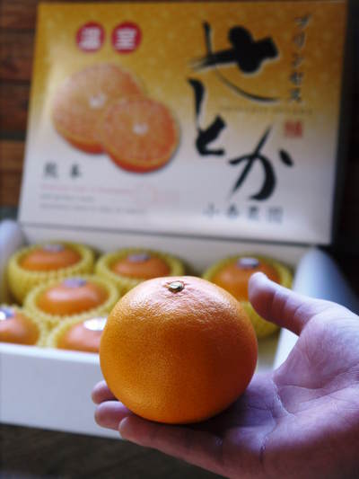 究極の柑橘「せとか」　今年はさらに収量アップの予感！匠の技で美しく、大きく、美味しく育てます(後編)_a0254656_18291344.jpg