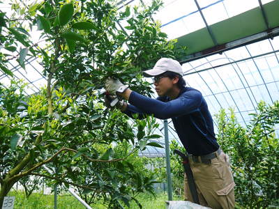 究極の柑橘「せとか」 樹勢も良く今年は収量アップの予感!匠の技で、美しく、大きく、美味しく育てます!_a0254656_18452747.jpg