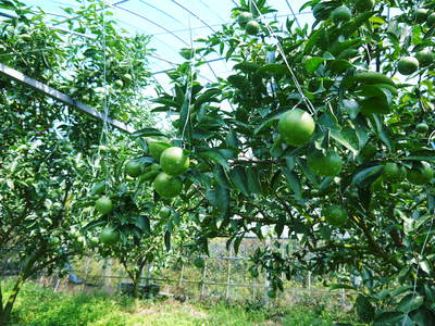 究極の柑橘「せとか」 樹勢も良く今年は収量アップの予感!匠の技で、美しく、大きく、美味しく育てます!_a0254656_19415359.jpg