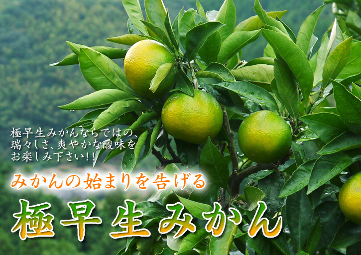 究極の柑橘「せとか」 樹勢も良く今年は収量アップの予感!匠の技で、美しく、大きく、美味しく育てます!_a0254656_20161088.jpg