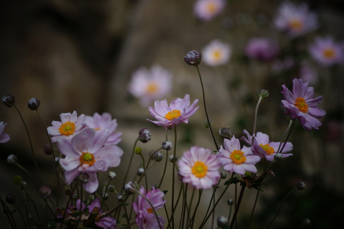 善峯寺の秋明菊_b0063958_22414426.jpg