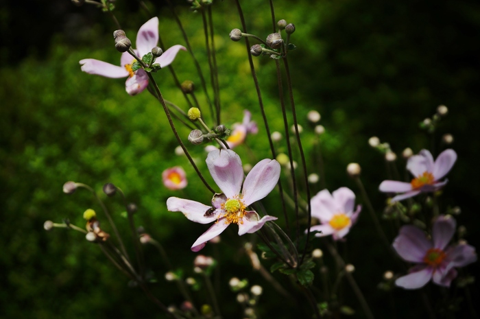善峯寺の秋明菊_b0063958_22424322.jpg