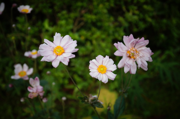善峯寺の秋明菊_b0063958_2243248.jpg
