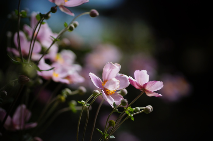 善峯寺の秋明菊_b0063958_22441368.jpg