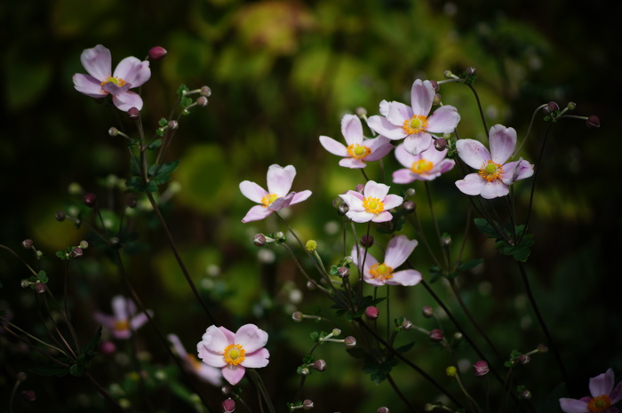善峯寺の秋明菊_b0063958_22444555.jpg