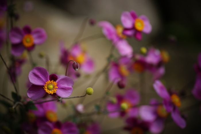 善峯寺の秋明菊_b0063958_22452972.jpg