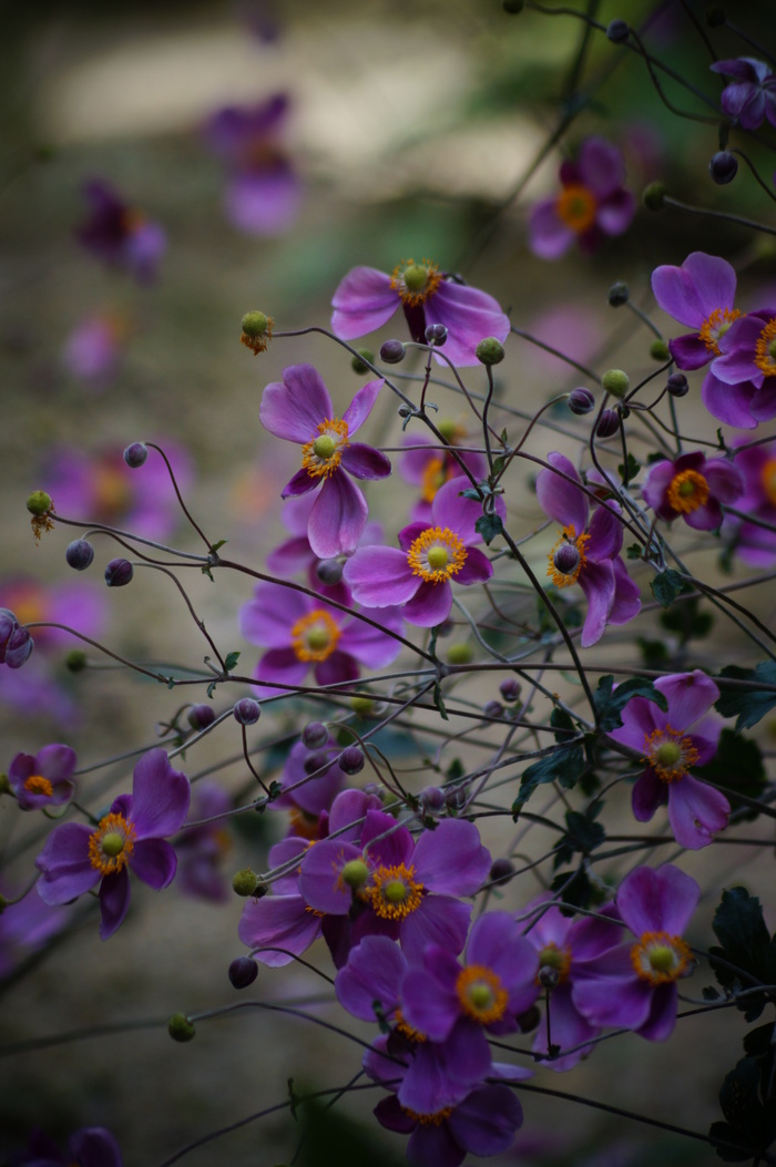 善峯寺の秋明菊_b0063958_2246241.jpg