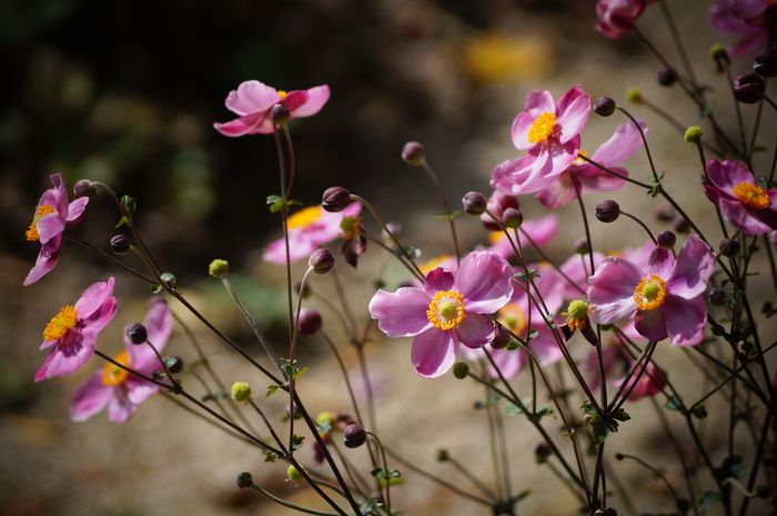 善峯寺の秋明菊_b0063958_22474067.jpg