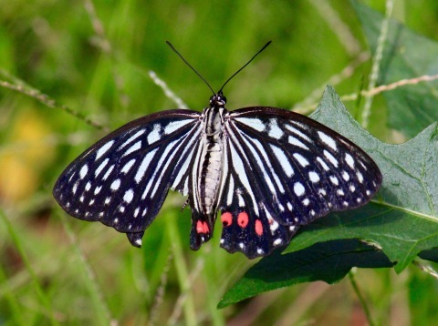 a0248459_15364672.jpg