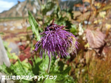 秋の室堂散策★赤や黄色に大感激！_a0243562_12004891.jpg