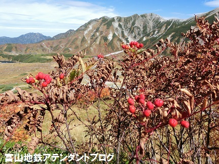 秋の室堂散策★赤や黄色に大感激！_a0243562_12033181.jpg