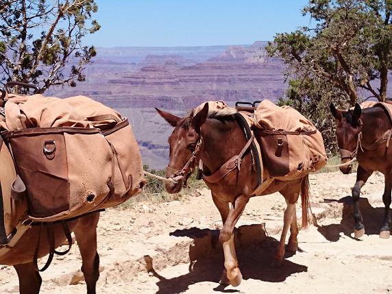 Ⅸ　Ｇｒａｎｄ　Ｃａｎｙｏｎ_c0260463_1250399.jpg