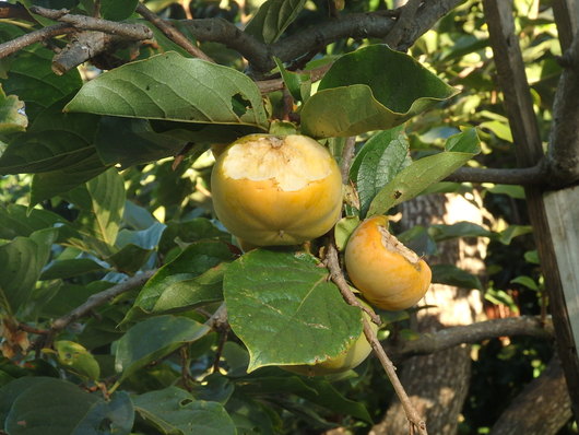 c0115366_2136937.jpg