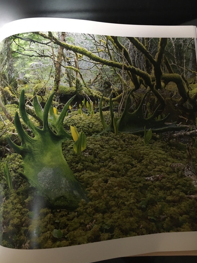 星野道夫 の旅 特別展_f0363168_06172864.jpeg