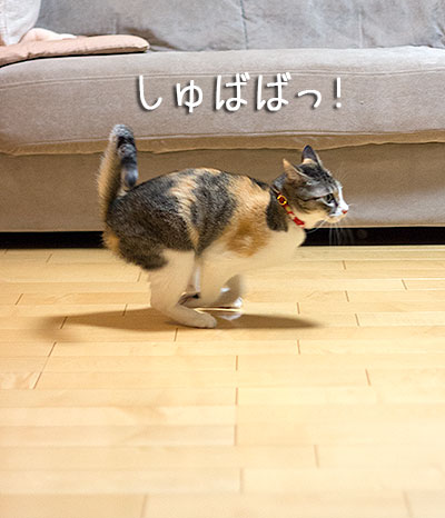 a0119470_2252514.jpg