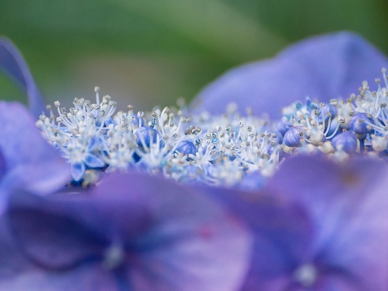 千光寺の紫陽花_e0176993_06183854.jpg