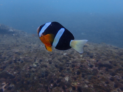 e0115199_14040456.jpg