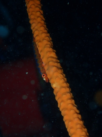 e0115199_14121396.jpg