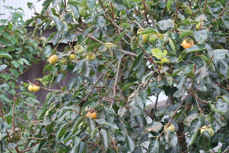 e0025300_1711010.jpg