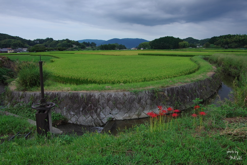 彼岸花大博覧会　2/4_d0342307_02393522.jpg