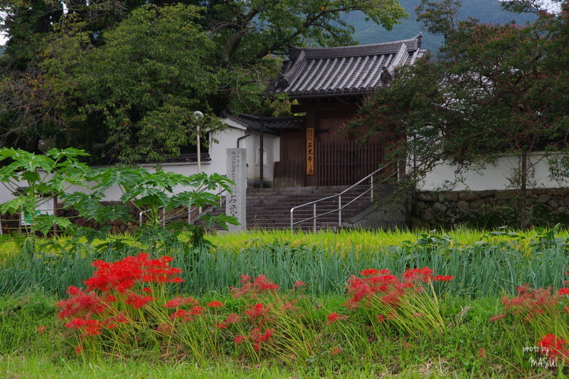 彼岸花大博覧会　4/4_d0342307_02485080.jpg