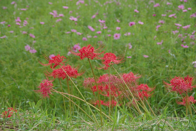 彼岸花大博覧会　4/4_d0342307_02493676.jpg