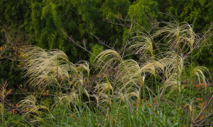 d0048812_10364517.jpg