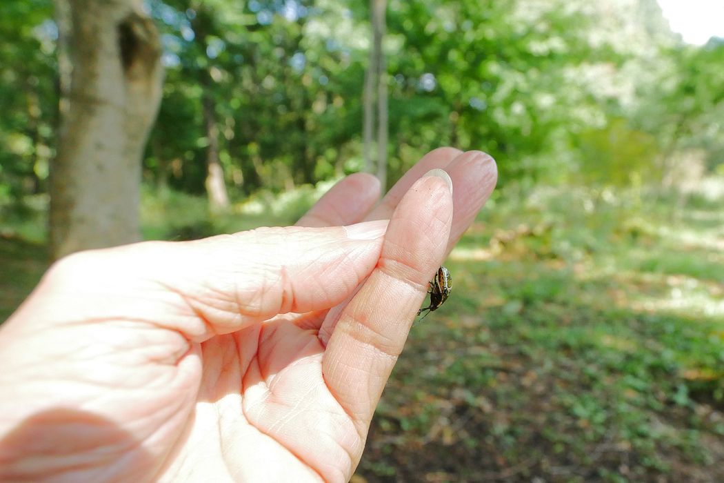カメムシに好かれたか❔手の上を這い回るアカスジキンカメムシの幼虫と戯れた♪_a0031821_16493575.jpg
