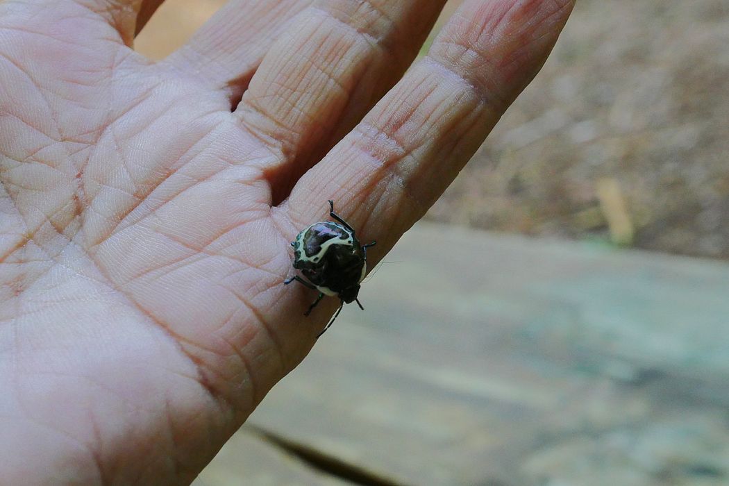 カメムシに好かれたか❔手の上を這い回るアカスジキンカメムシの幼虫と戯れた♪_a0031821_16503958.jpg